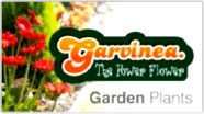 Garvinea Plants