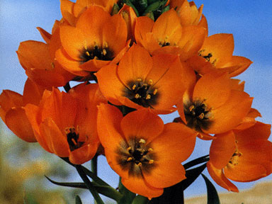 Ornithogalum